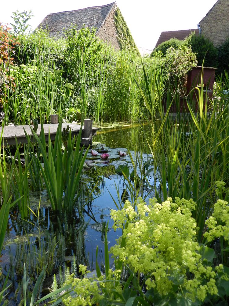 Gartenteich