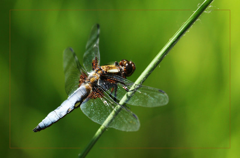 :: gartenteich::