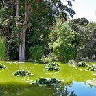 Gartenteich