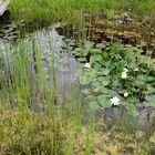 Gartenteich