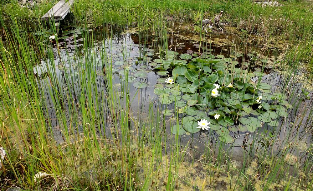 Gartenteich