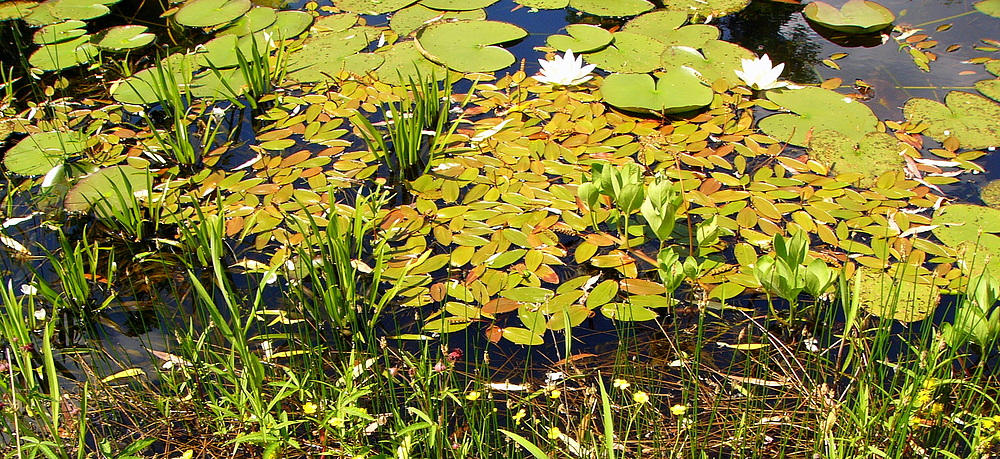 Gartenteich