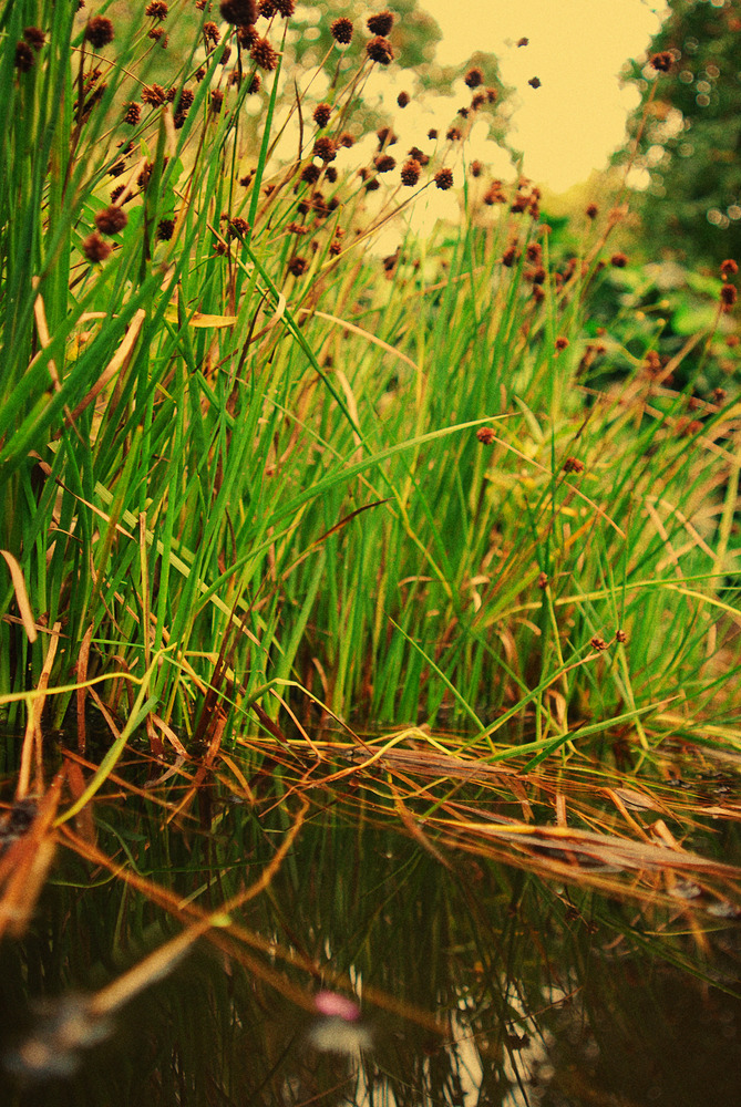 Gartenteich