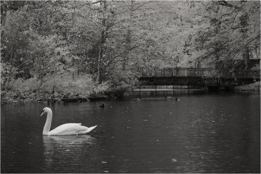 Gartenteich