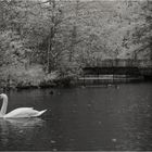 Gartenteich