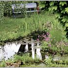 Gartenteich Ende Mai