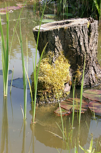 Gartenteich