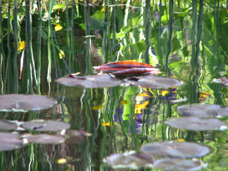 Gartenteich - impressionistisch