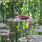 Gartenteich - impressionistisch