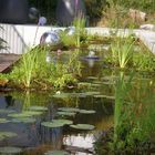 Gartenteich mit Koi-Fischen