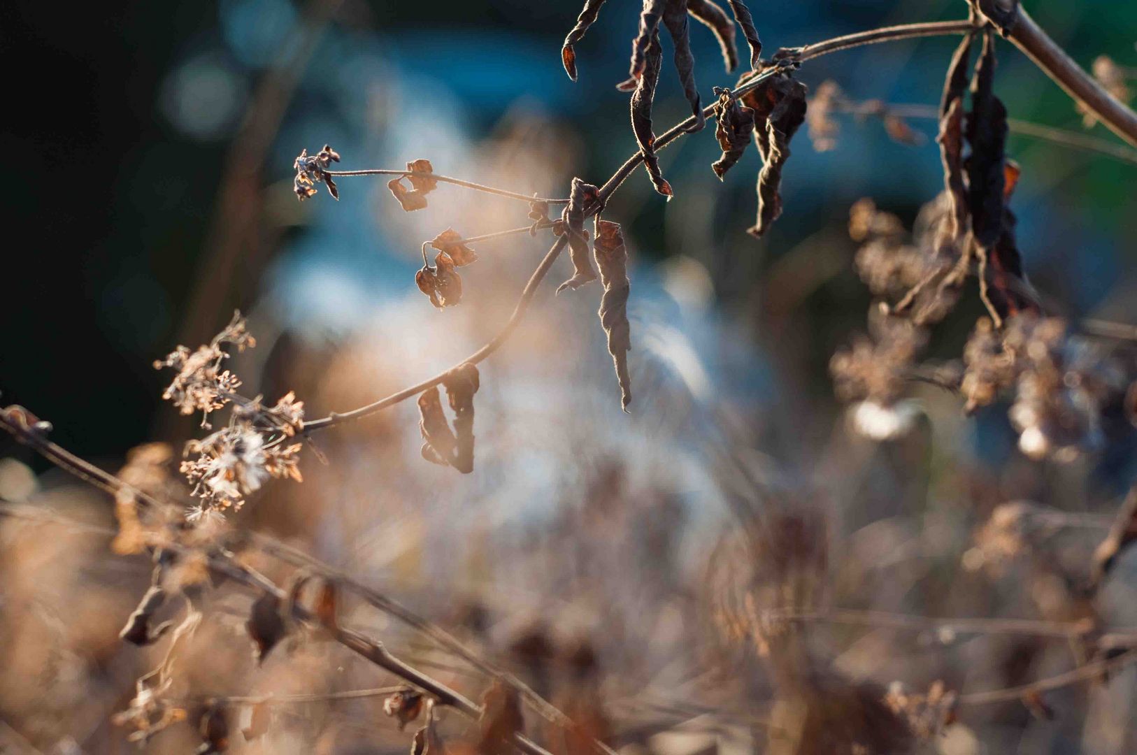 Gartenteich_10