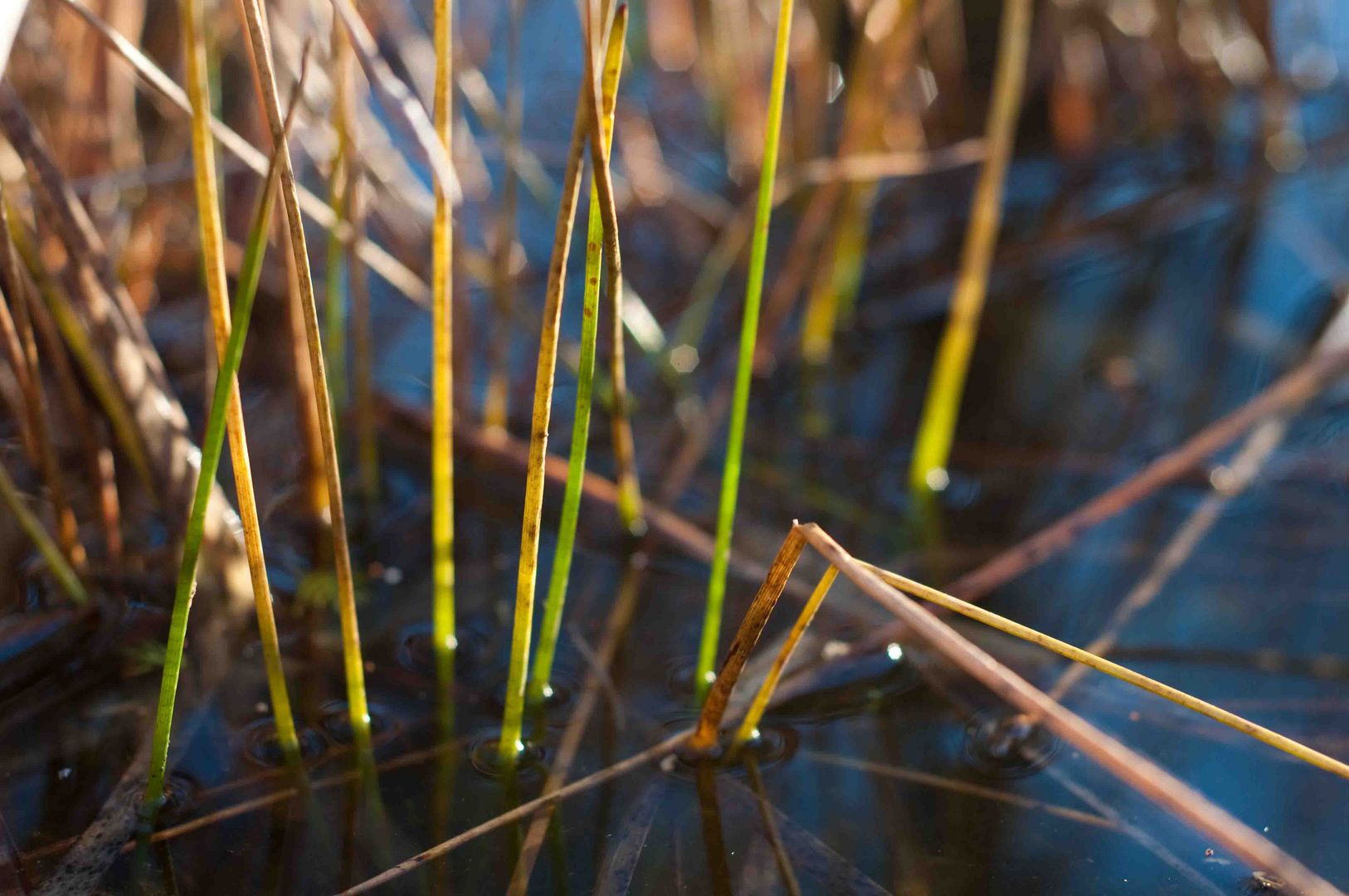 Gartenteich_12