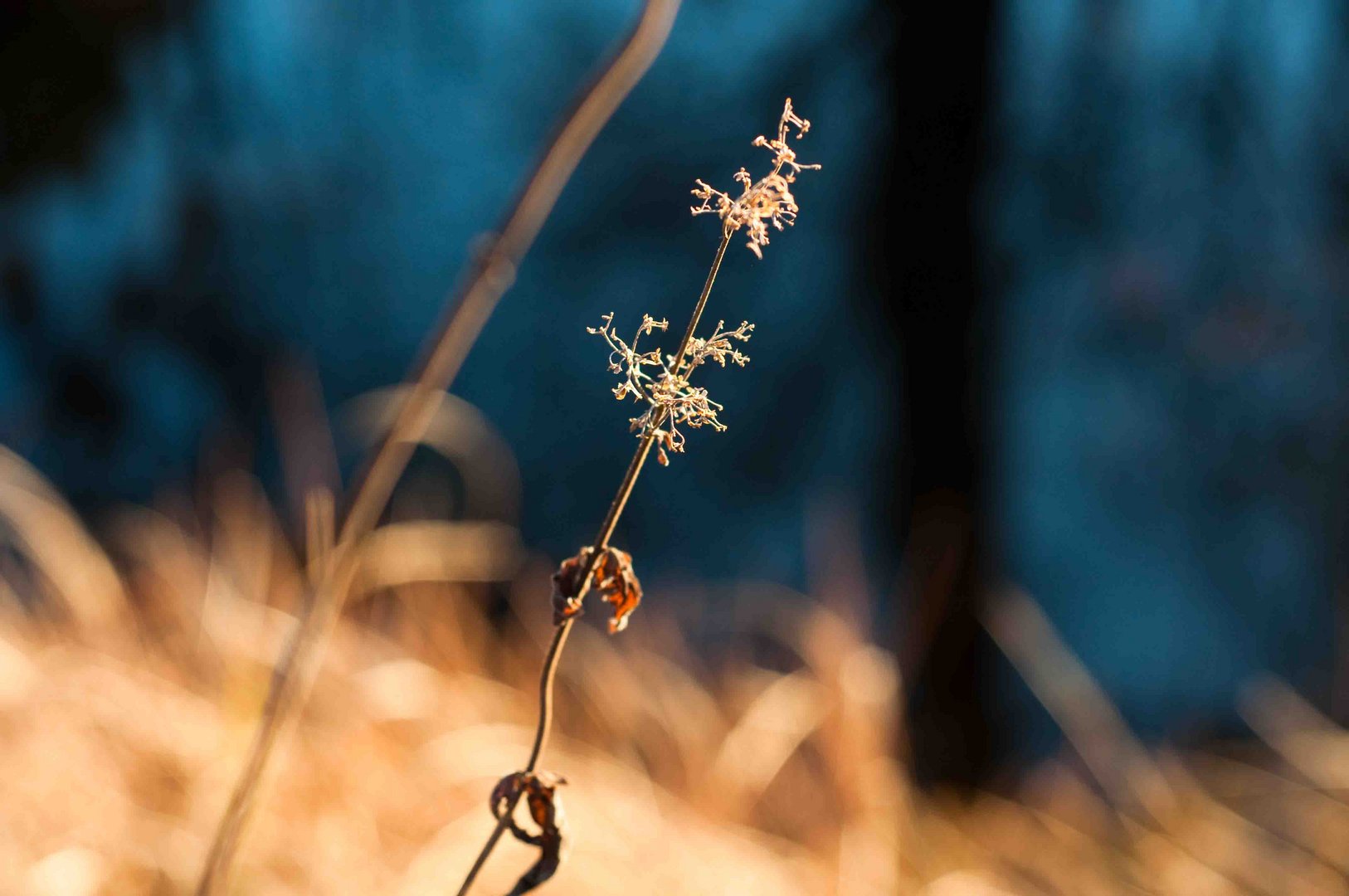 Gartenteich_5