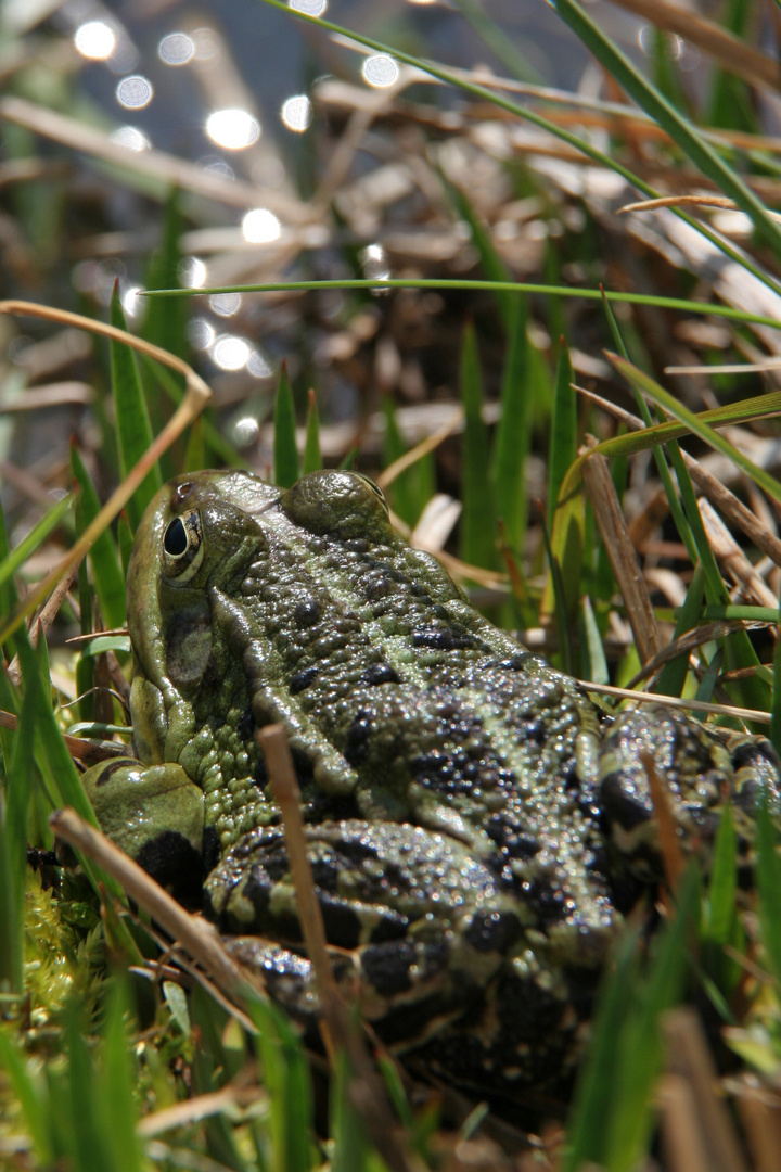 Gartenteichbewohner