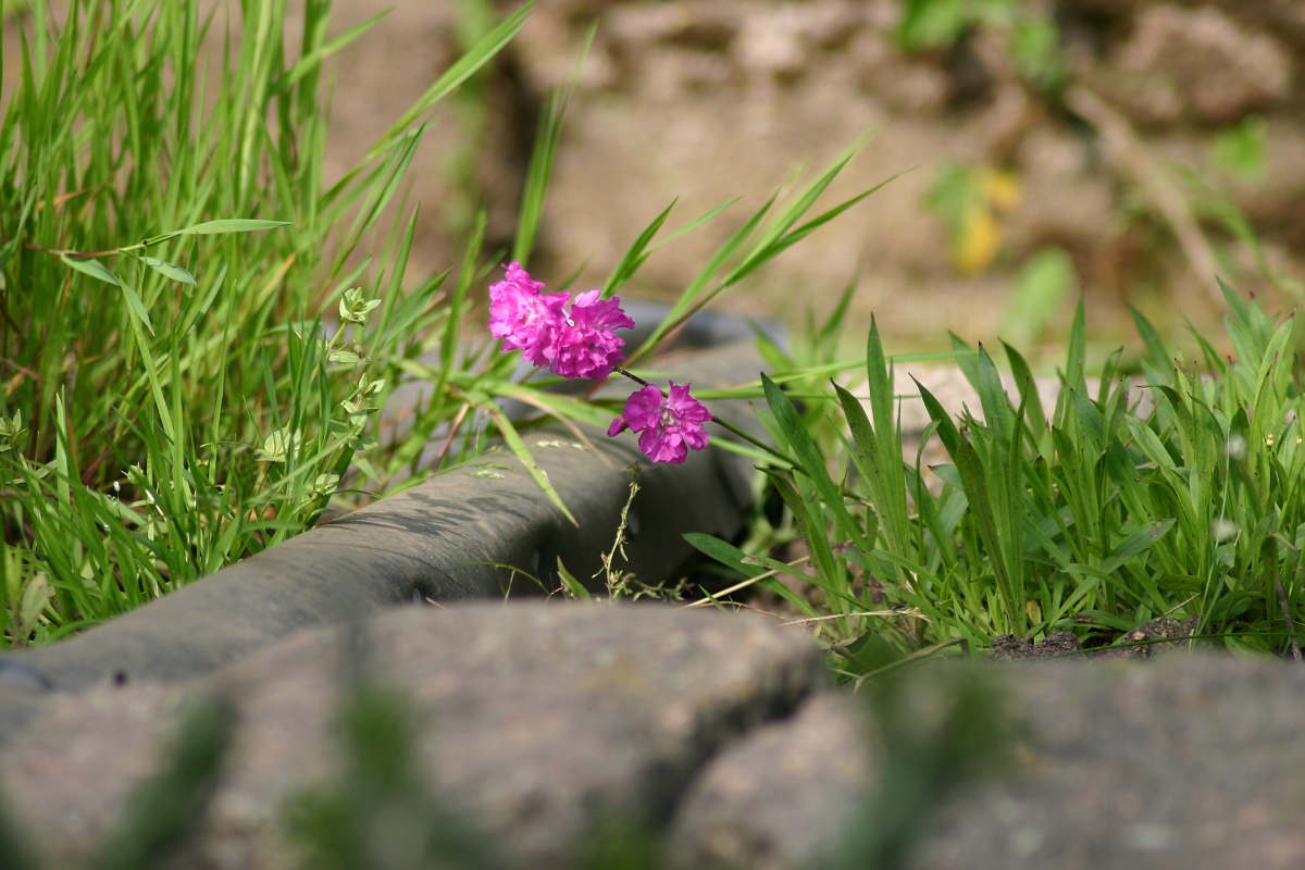 Gartenteichrand