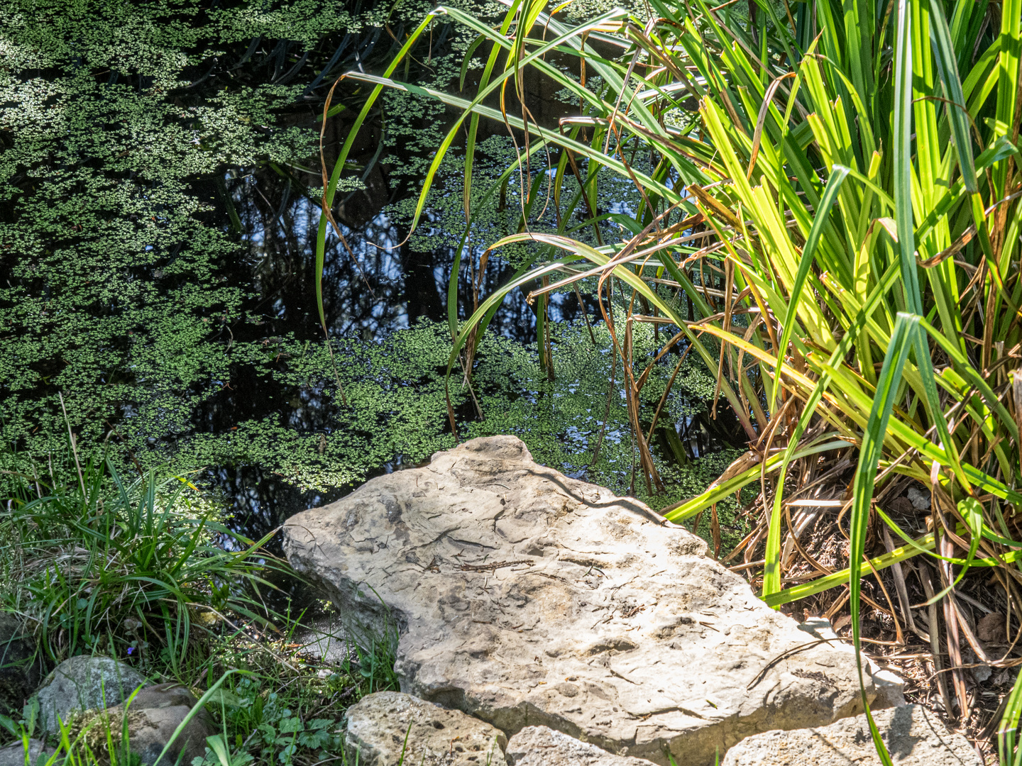 Gartenteichspiegelung