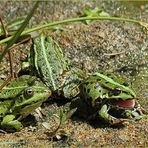 Gartenterroristen - Schreihälse - Großmäuler