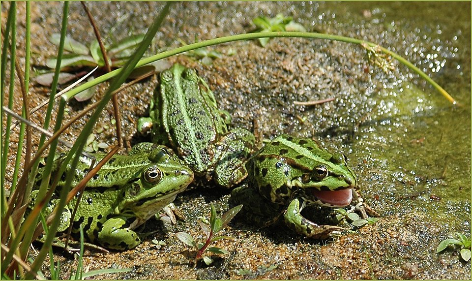 Gartenterroristen - Schreihälse - Großmäuler