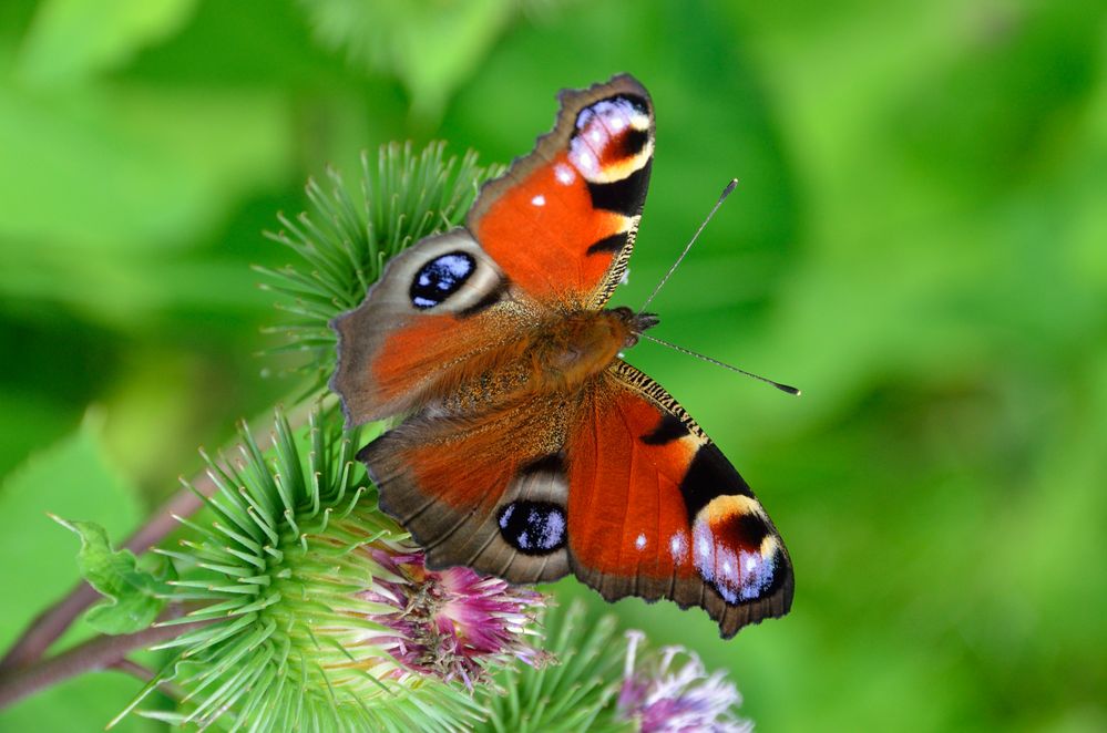 Gartentiere