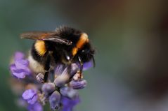 Gartentiere