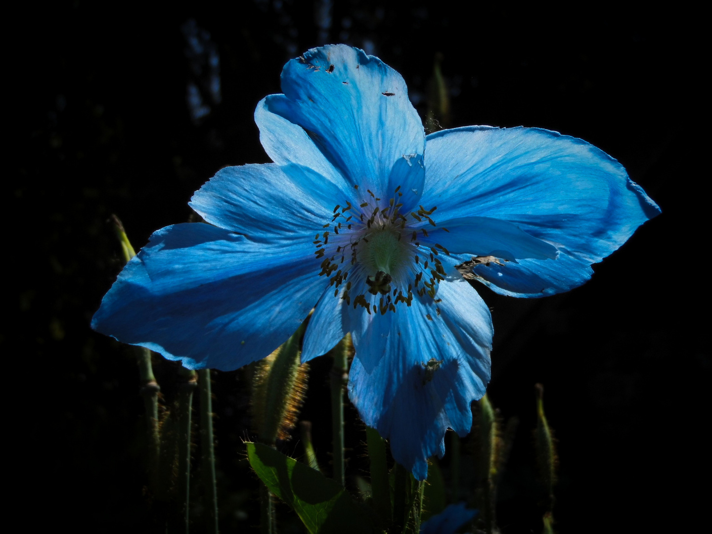 Gartentour 2015  "Blauer Mohn"