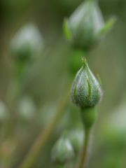 Gartenträume