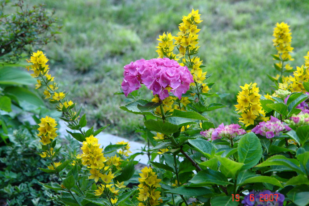 Gartenträume