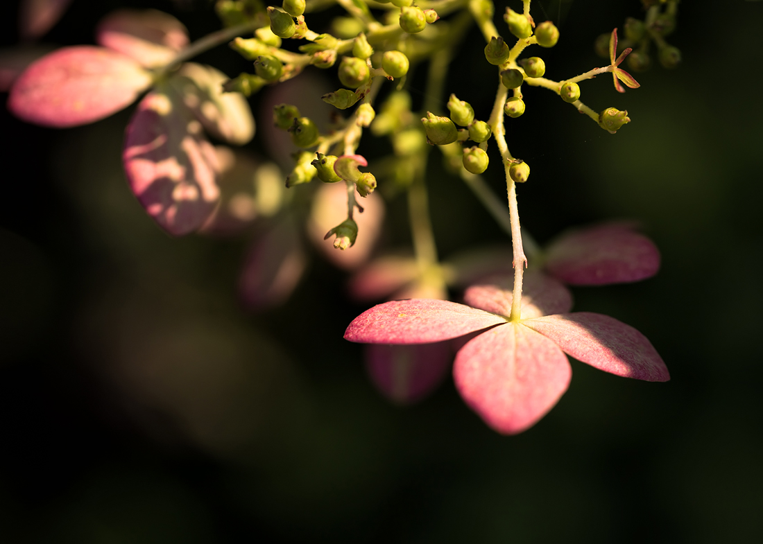 Gartenträume - 2