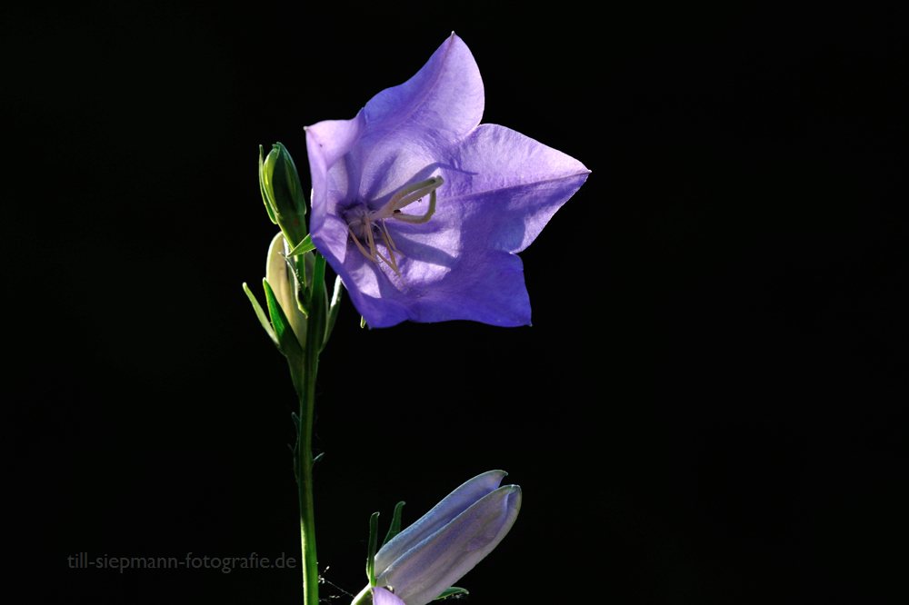 Gartenträume