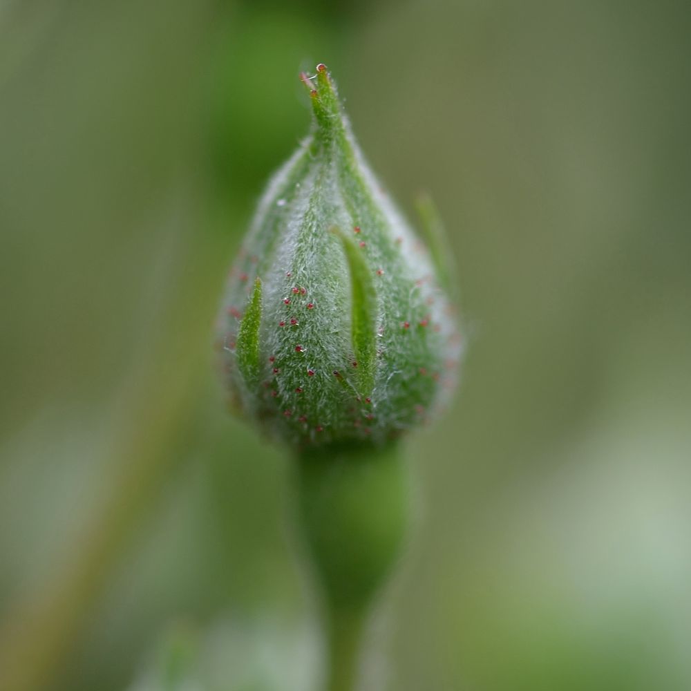 Gartenträume