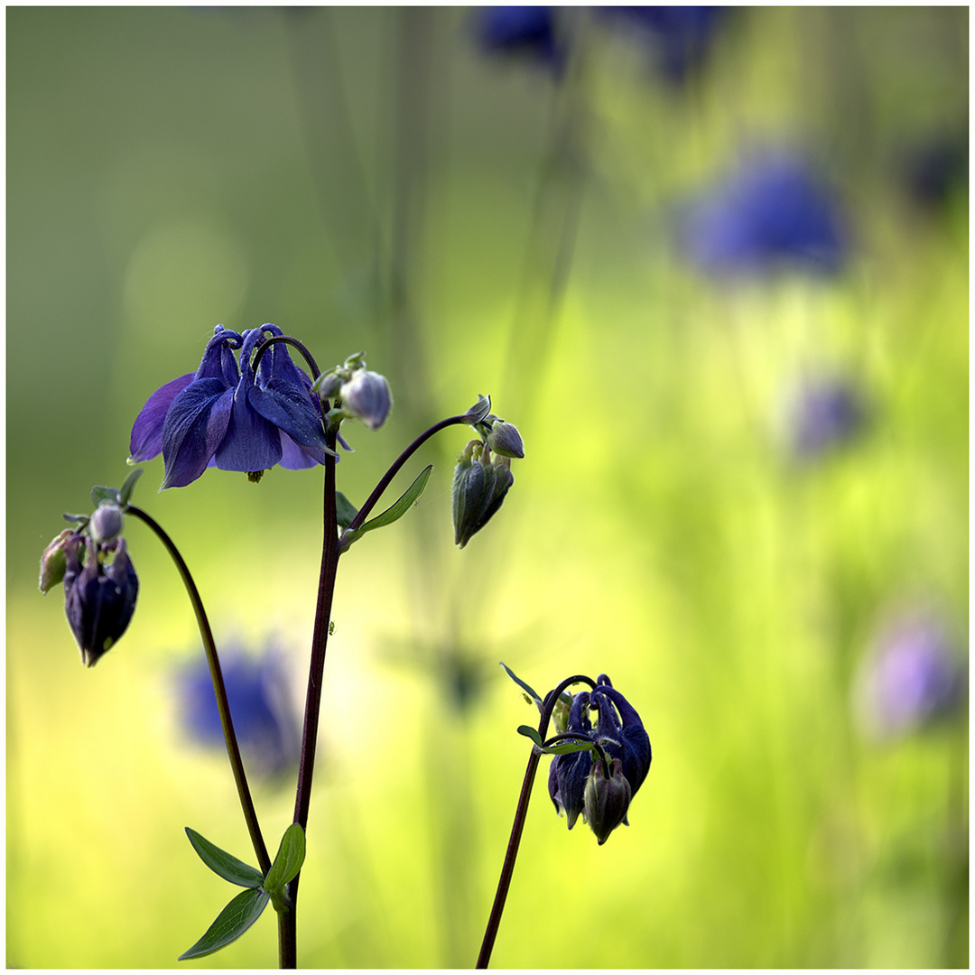 gartenträume