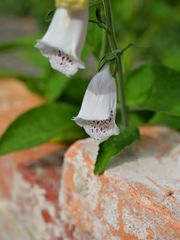 Gartenträume