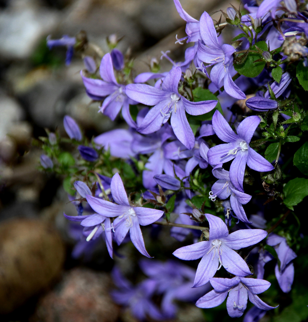 Gartenträume...