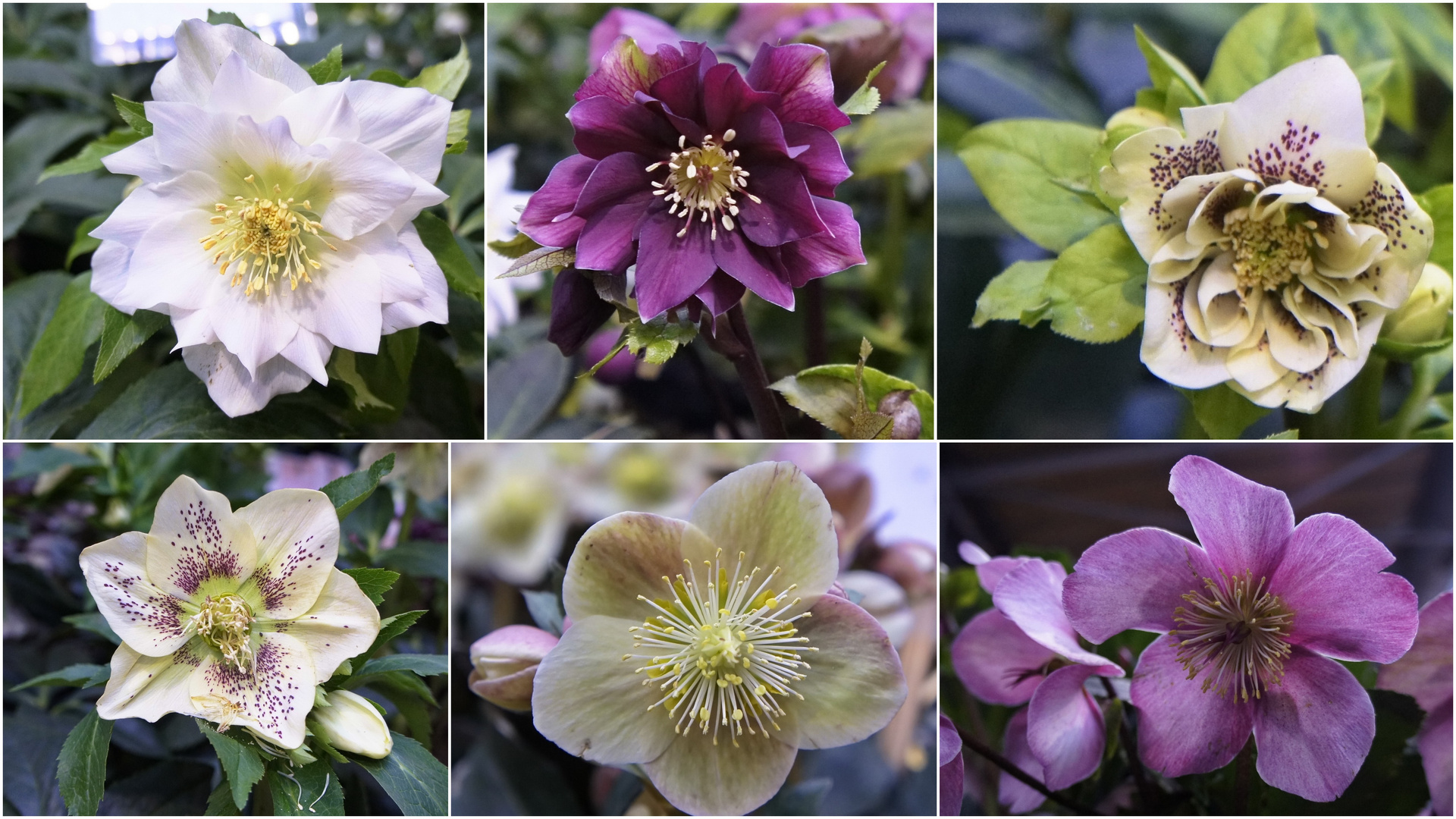 Gartenträume-Christrosen - kleine Auswahl