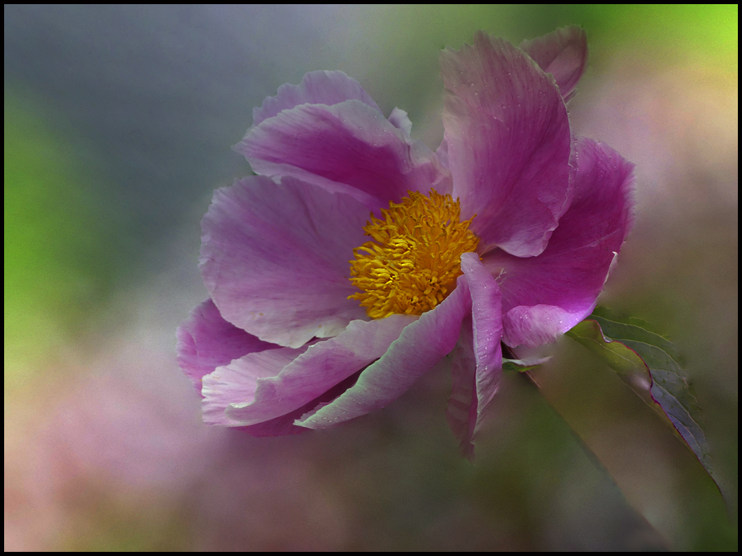 Gartenträume...