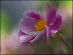 Gartenträume...