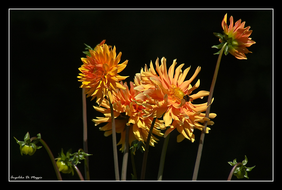 Gartentraum im Sommer