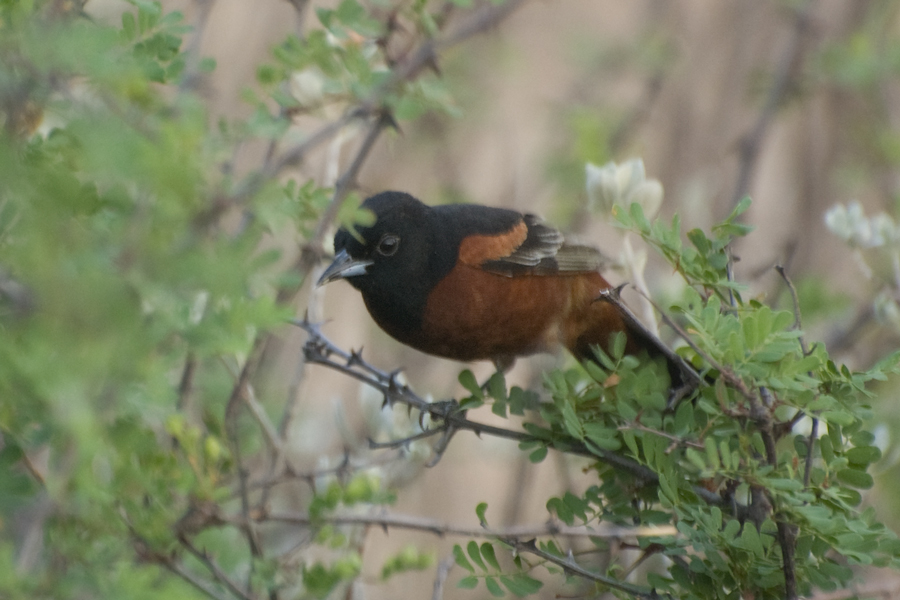 Gartentrupial - Orchard Oriole (Icterus spurius), Männchen