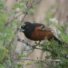 Gartentrupial - Orchard Oriole (Icterus spurius), Männchen