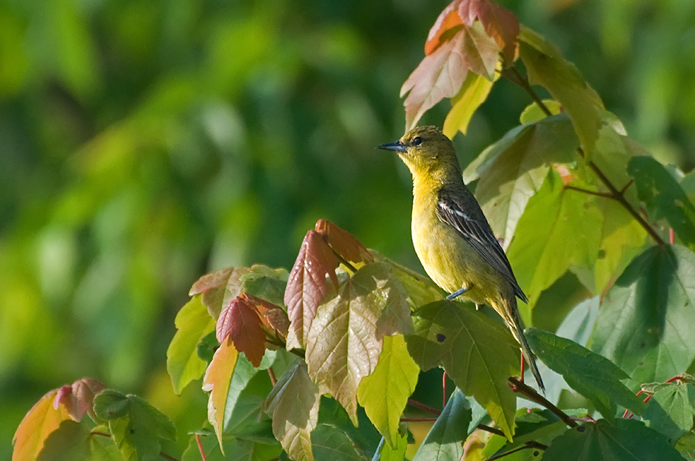 Gartentrupial - Orchard Oriole (Icterus spurius), Weibchen