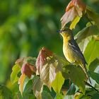 Gartentrupial - Orchard Oriole (Icterus spurius), Weibchen