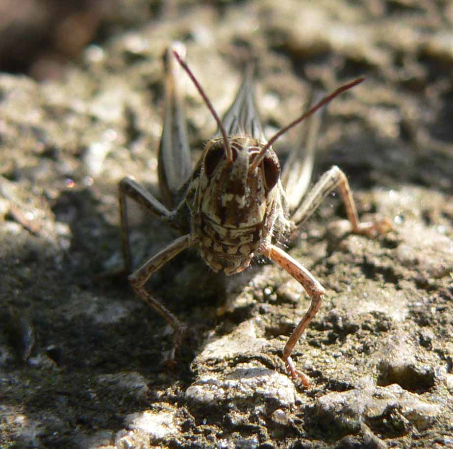 Gartenungeheuer