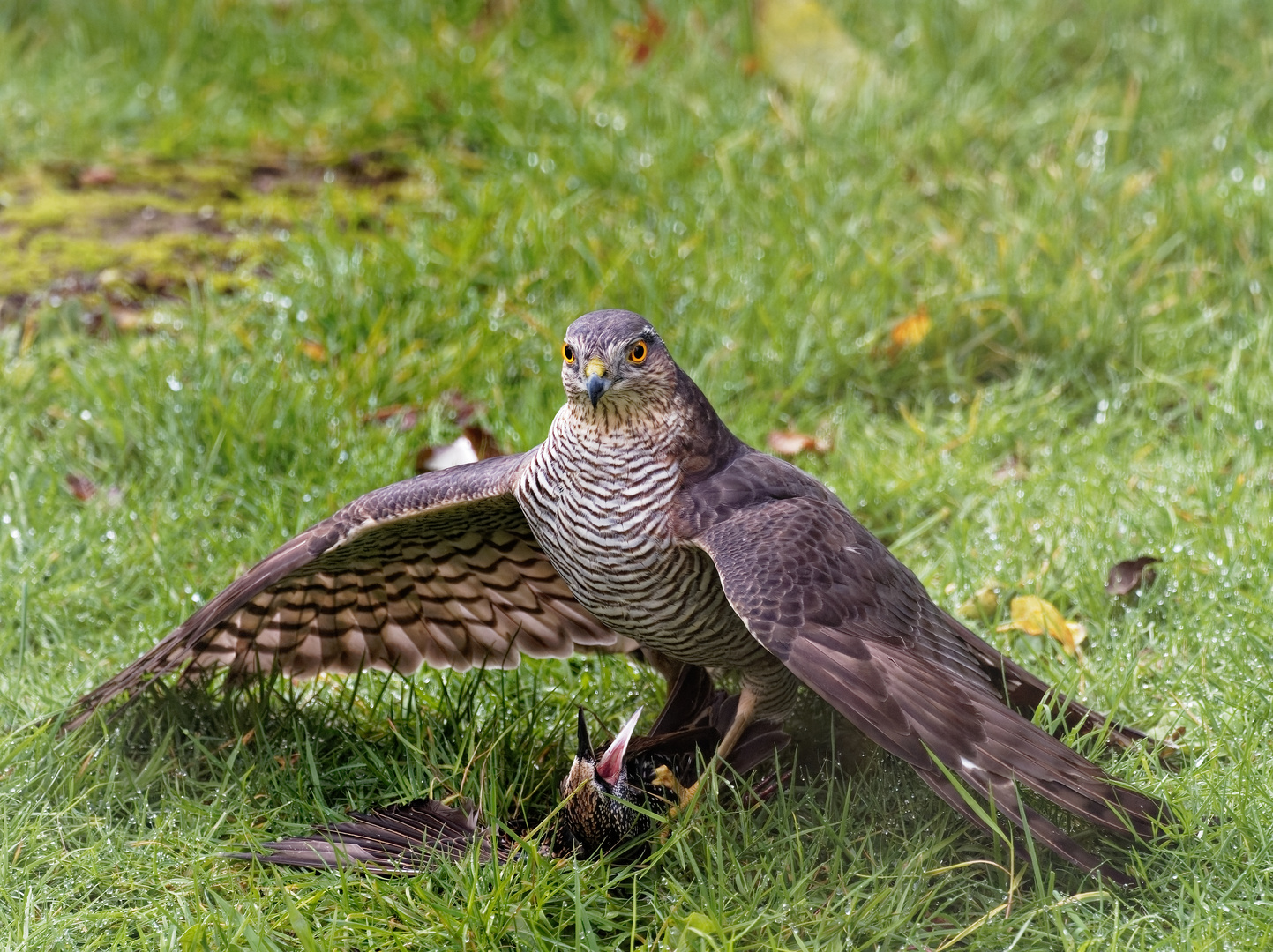 Gartenvögel