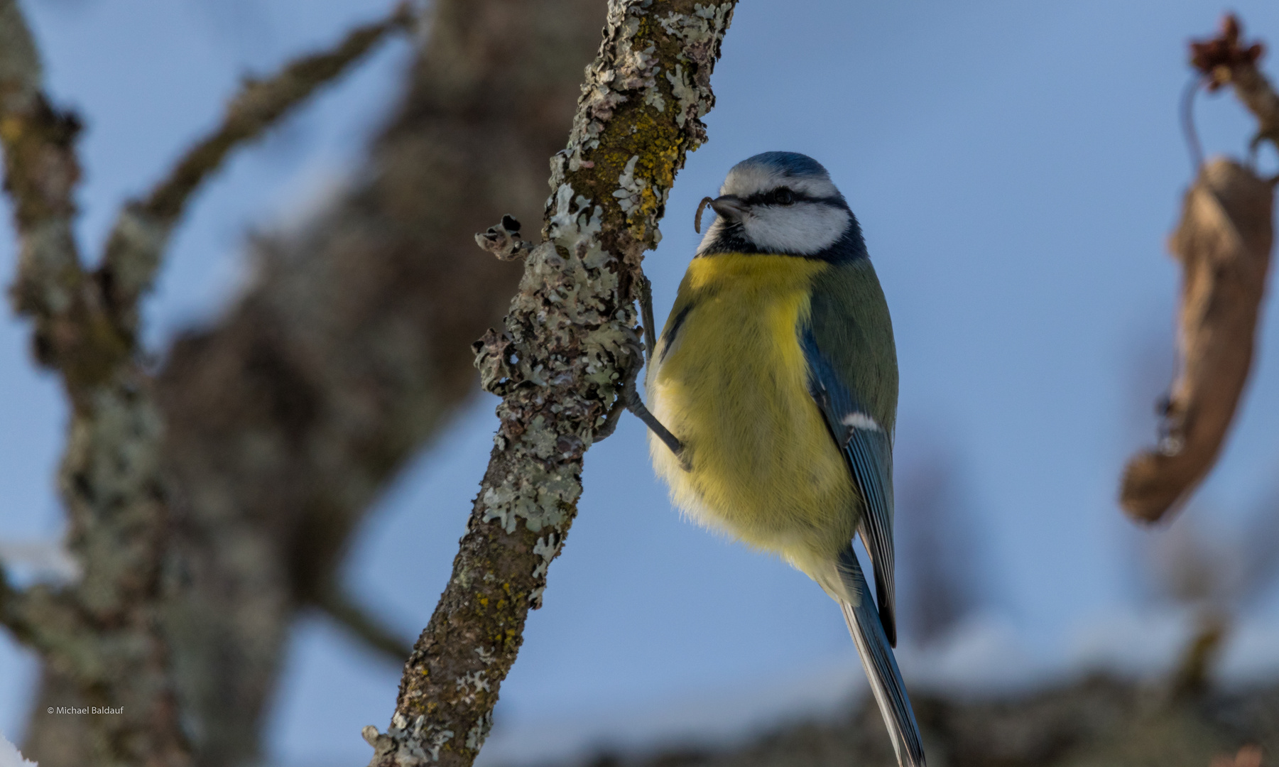 Gartenvögel