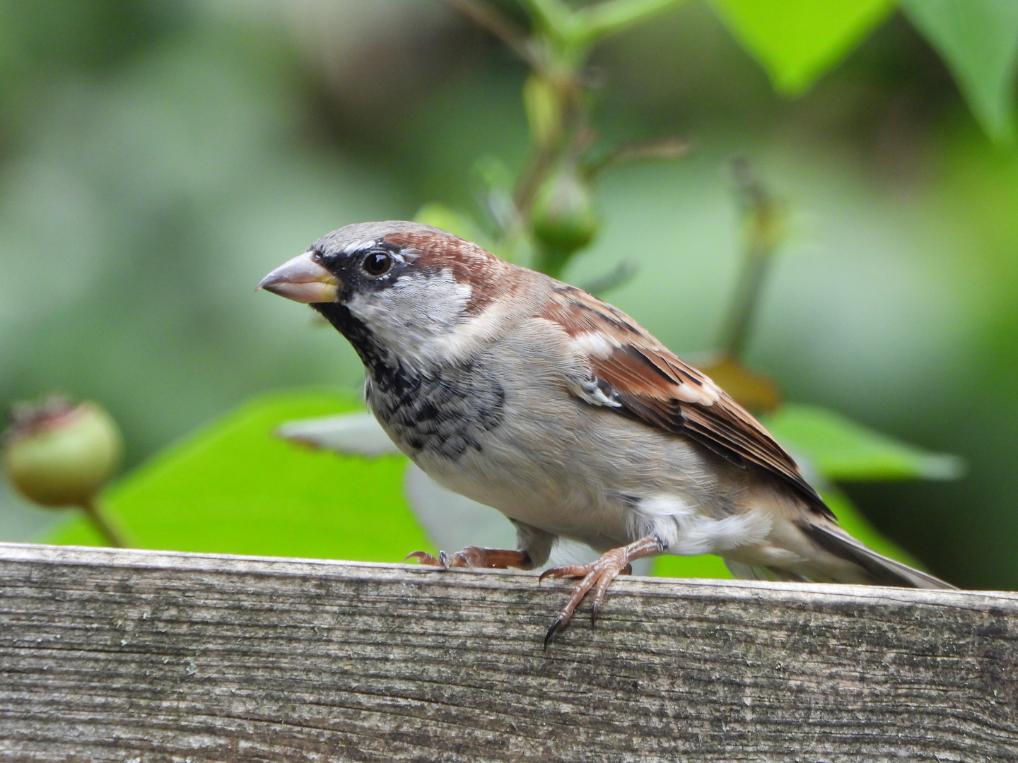 Gartenvögel 6: Haussperling (m)