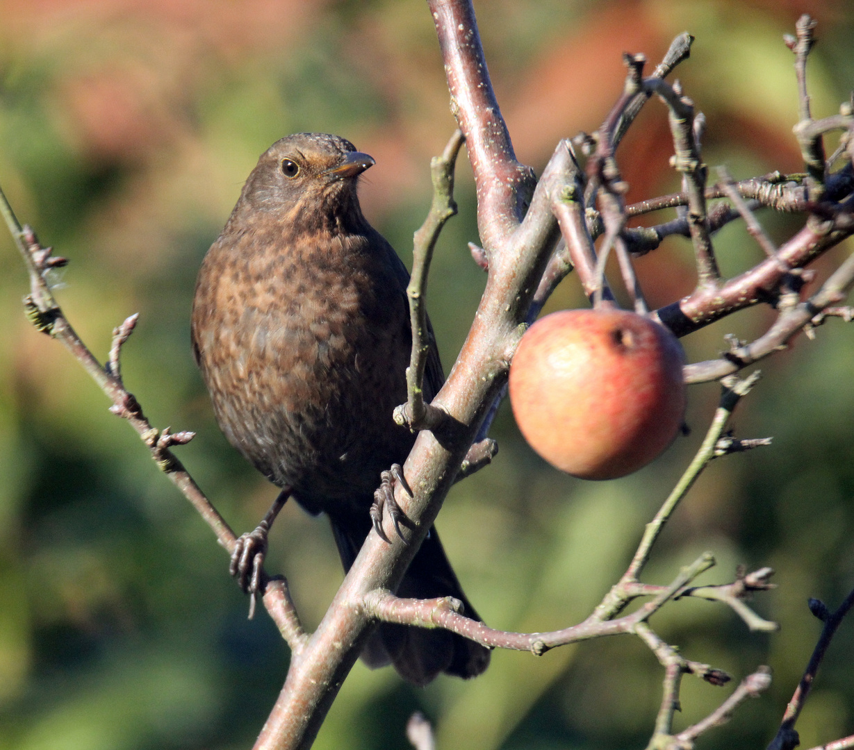 Gartenvögel  -Amsel (w)-  -Turdus merula-