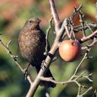 Gartenvögel  -Amsel (w)-  -Turdus merula-