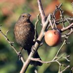 Gartenvögel  -Amsel (w)-  -Turdus merula-