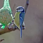 Gartenvögel  -Blaumeise-