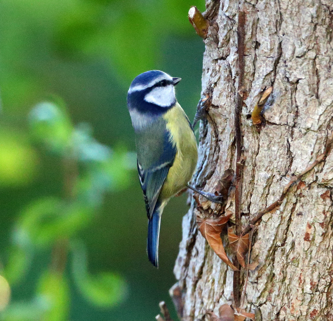 Gartenvögel Blaumeise